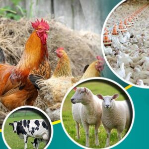 کاربرد ازن در صنعت دام و طیور