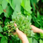 خرفه نایاب اما معجزه گر برای بدن