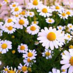 کاهش استرس با کمک گل بابونه